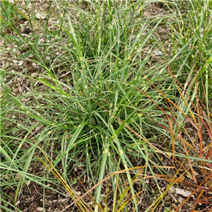 Miscanthus Sinensis 'Little Zebra'